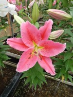 [4370 Red Eyes GA No02.JPG]